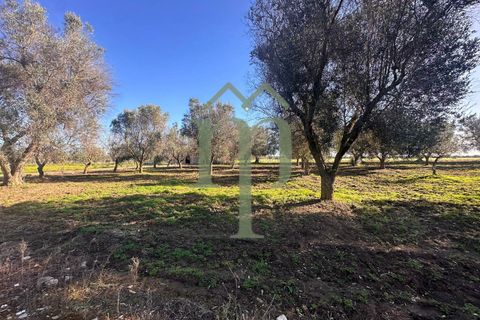 Ruinere i Brindisi, Brindisi, Brindisi - € 68.000 | Ref: Casolare Bern - foto 14